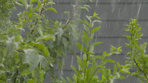 Rain falling against the leaves of a tree Stock Footage 137883699