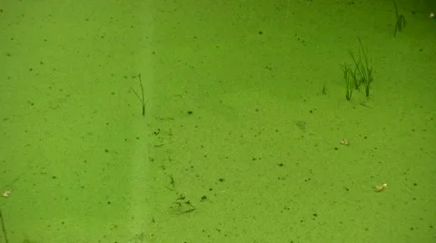 Rain Falling On Algae In A Pond 스톡 동영상 2179804