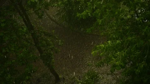 Rain falling and hail heavily through dense canopy of leaves, Stock Footage 329770939