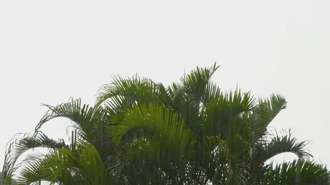 Rain falling and palm leaf blowing in the wind Stock Footage 134746550