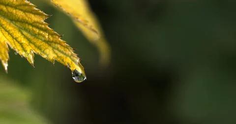 Rain falling on Anemone's Leaf, Normandy Stock Photos