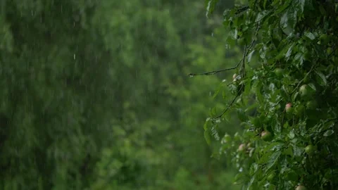 Rain falling on apple tree branches with green fruit Stock Footage 340848880