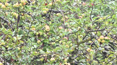 Rain falling on a apple tree Stock Footage 140032256