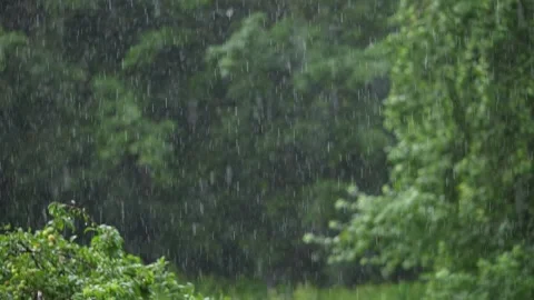 Rain falling on apple tree leaves in orchard Stock Footage 340848895