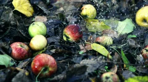 Rain falling on apples lying on the ground, slow motion shot at 480fps Stock-Footage 19600977