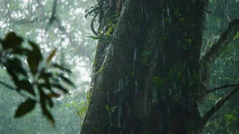 Rain Falling Around Tree Trunk with Epiphytes, Bali  50fps Stock Footage 147310786