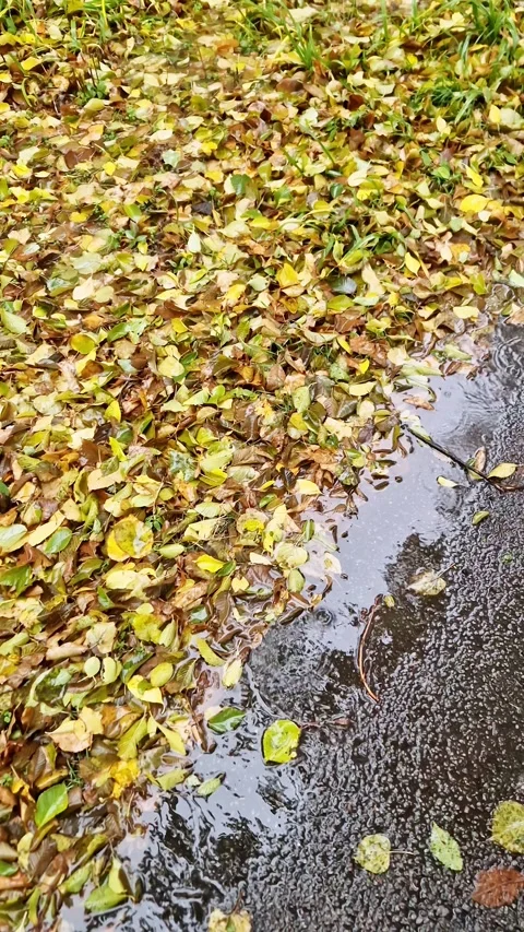 Rain Falling on Autumn Leaves in Puddle Stock-Footage 325219710