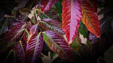 Rain Falling on Autumn Maple Leaves Stock Footage 330000073