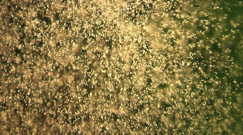 Rain falling, backlit, POV, fresh clean water Stock Footage 46539446