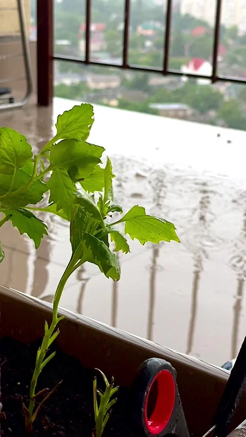 Rain Falling on Balcony with Green SeedlingsRain Falling on Balcony with Green Stock Footage 319341898
