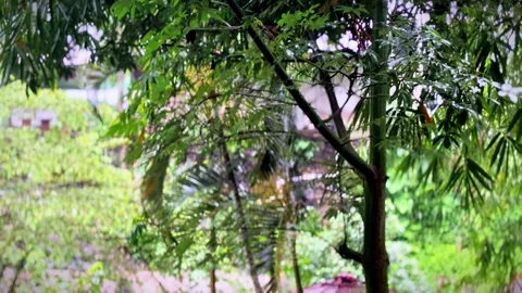 Rain Falling on Bamboo and Forest Leaves, Original Nature Sounds for Relaxing Video stock 293329374