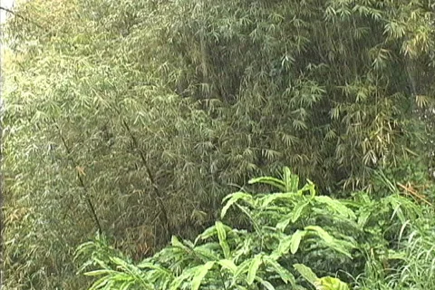 Rain falling on bamboo 스톡 동영상 745106