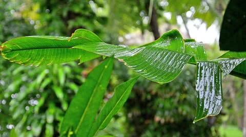 Rain falling on banana leaf in Bali, Indonesia Stock Footage 23576977
