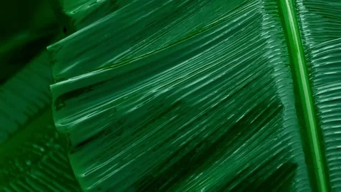 Rain falling on banana leaf Stock Footage