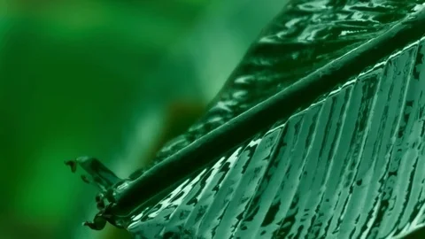 Rain falling on banana leaf Stock Footage 73901812