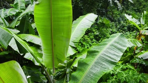 Rain Falling on Banana Leaves Video stock 332817006