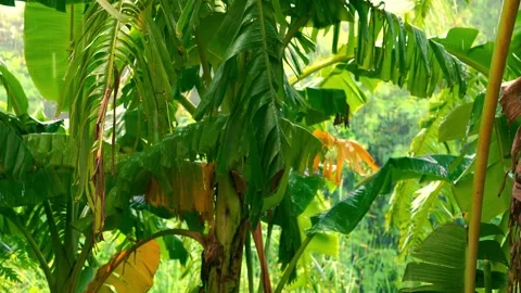 Rain falling on banana leaves. Stock Footage 346018485