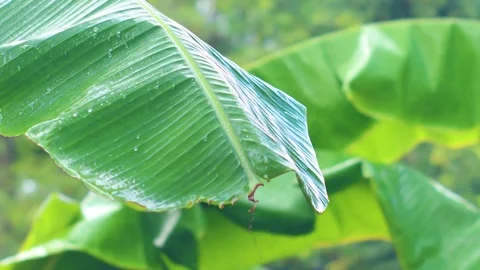 Rain falling on a banana tree leaf. Stock Footage 123148033