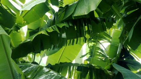 Rain falling on a banana tree leaf. Stock Footage 123148034