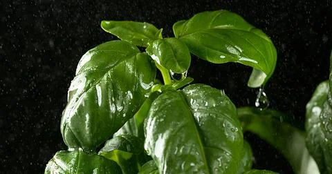 Rain falling Basilisk, Ocimum basilicum, Normandy Stock Photos