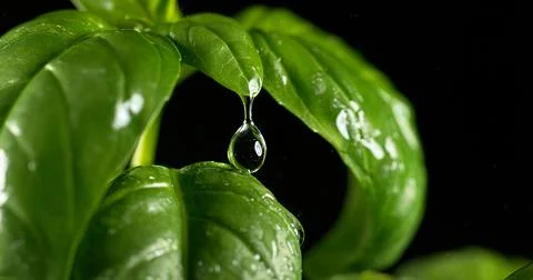 Rain falling Basilisk, Ocimum basilicum, Normandy Stock Photos