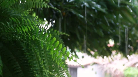 Rain falling between plants and fern leaves Stock Footage 262539873