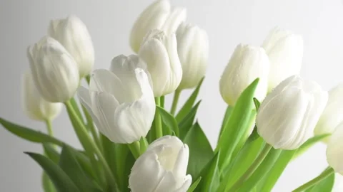 Rain falling on bouquet of white tulips and dew petals, rotating. Amazing b.. Stock Footage 264999874