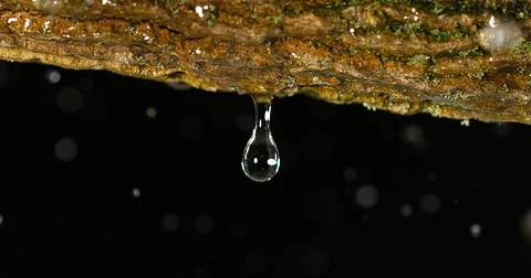 Rain falling on Branch, Normandy Stock Photos