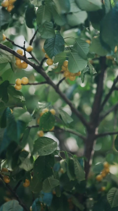 Rain falling on branches of cherry tree with ripe yellow fruit in orchard. 스톡 동영상 339511669