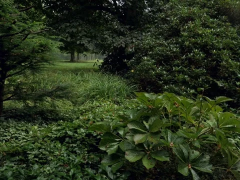 Rain falling on bushes and flowers Видео 342339676