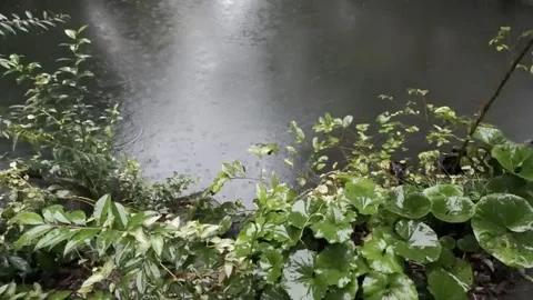 Rain falling on a calm pond surrounded by lush green foliage in a garden Stock Footage 346700714