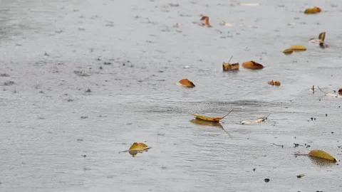 Rain falling on a city street. Fall leaves lying on a rainy road Stock Footage 140031703