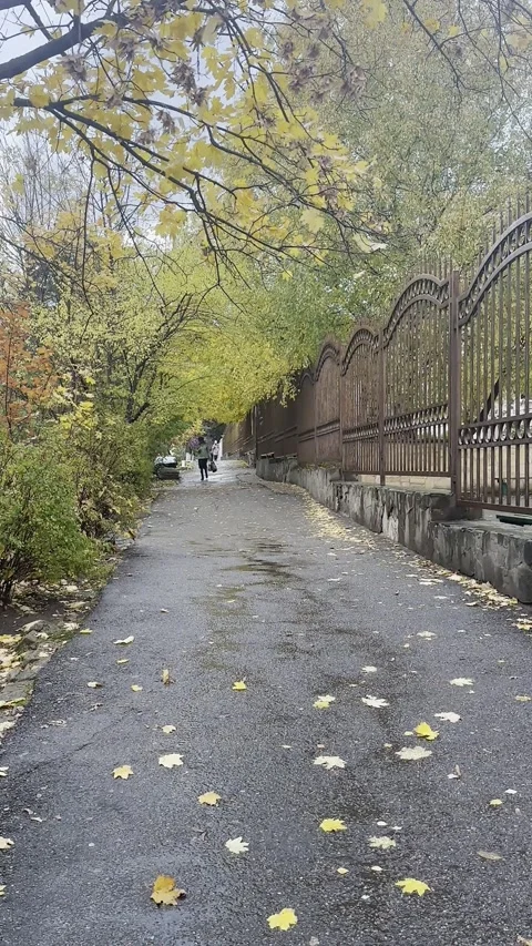 Rain falling on a city street. Fall leaves lying on a rainy road Stock Footage 221113406