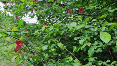 Rain falling close up on wild rosehip bush with pink red flowers 스톡 동영상 336971489