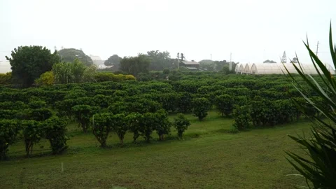 Rain falling a coffee trees. Vídeos de archivo 167535238