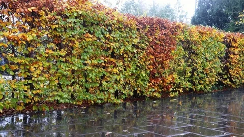 Rain falling on colored leaves of an autumn tree Stock Footage 82076275