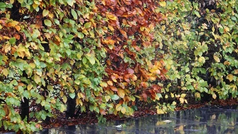 Rain falling on colored leaves of an autumn tree Stock Footage 82076435
