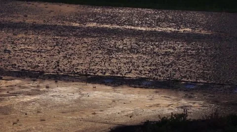 Rain Falling On Concrete Driveway Video stock 63886451