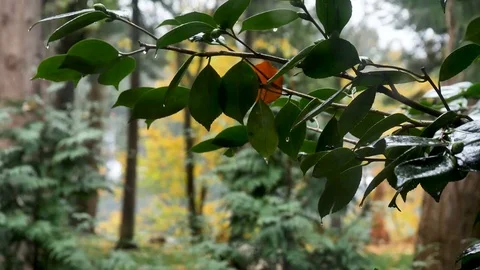 Rain falling on dark green leaves autumn folage in background Stock Footage 82754342