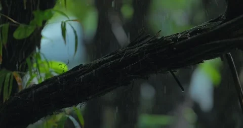 Rain Falling on a Dark Textured Tree Branch Close-Up Stock Footage 346017896