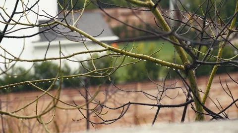 Rain falling on delicate branches of dormant tree in spring garden with blu.. Stock Footage 337442644