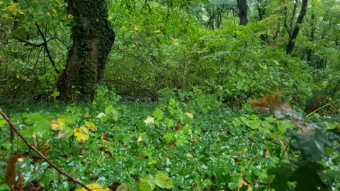 Rain Falling in Dense Green Forest | Peaceful Nature 4K Footage Stock Footage 318844161