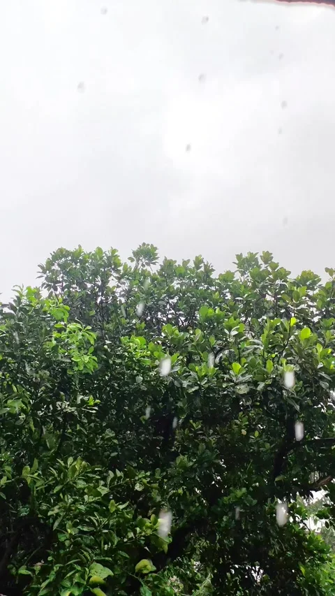 Rain falling on dense green tree leaves with cloudy sky in background on a .. Stock Footage 346398956