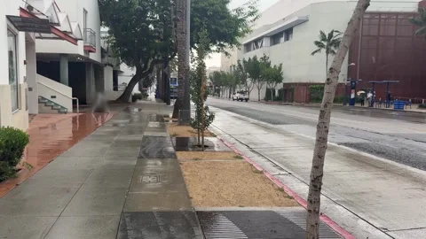 Rain falling on a deserted palm street, Santa Monica Stock Footage 345382301