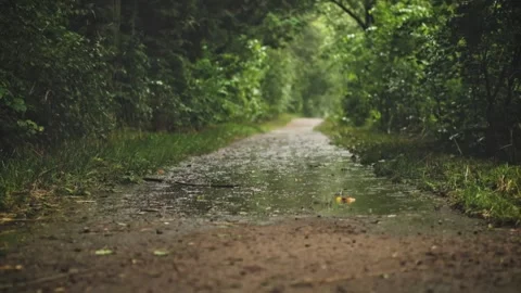 Rain Falling on a Dirt Path in a Lush Green Forest Stock Footage 339028588