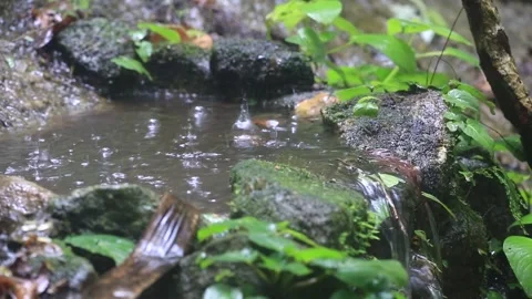Rain Falling Down Stock Footage 252959965