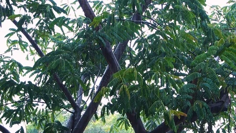 Rain falling down in the forest, thailand Stockbeeldmateriaal 91431950