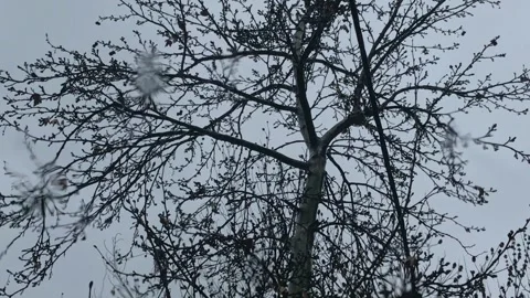 Rain falling down onto a glass with the view of a Tree Stock Footage 336435596