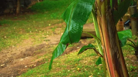 Rain falling down on green leaf , fresh green forest relaxation Stock Footage 237745687