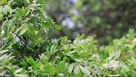 Rain falling down on to trees. Nature Video Stock Footage 240682221